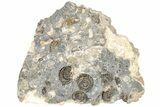 Ammonite (Promicroceras) Cluster - Marston Magna, England #216616-1